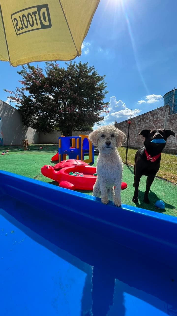 Pets brincando no gramado