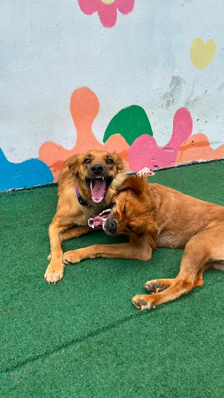 Dois cachorros brincando