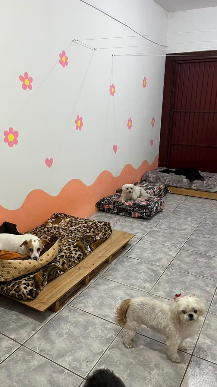 Pets na cama