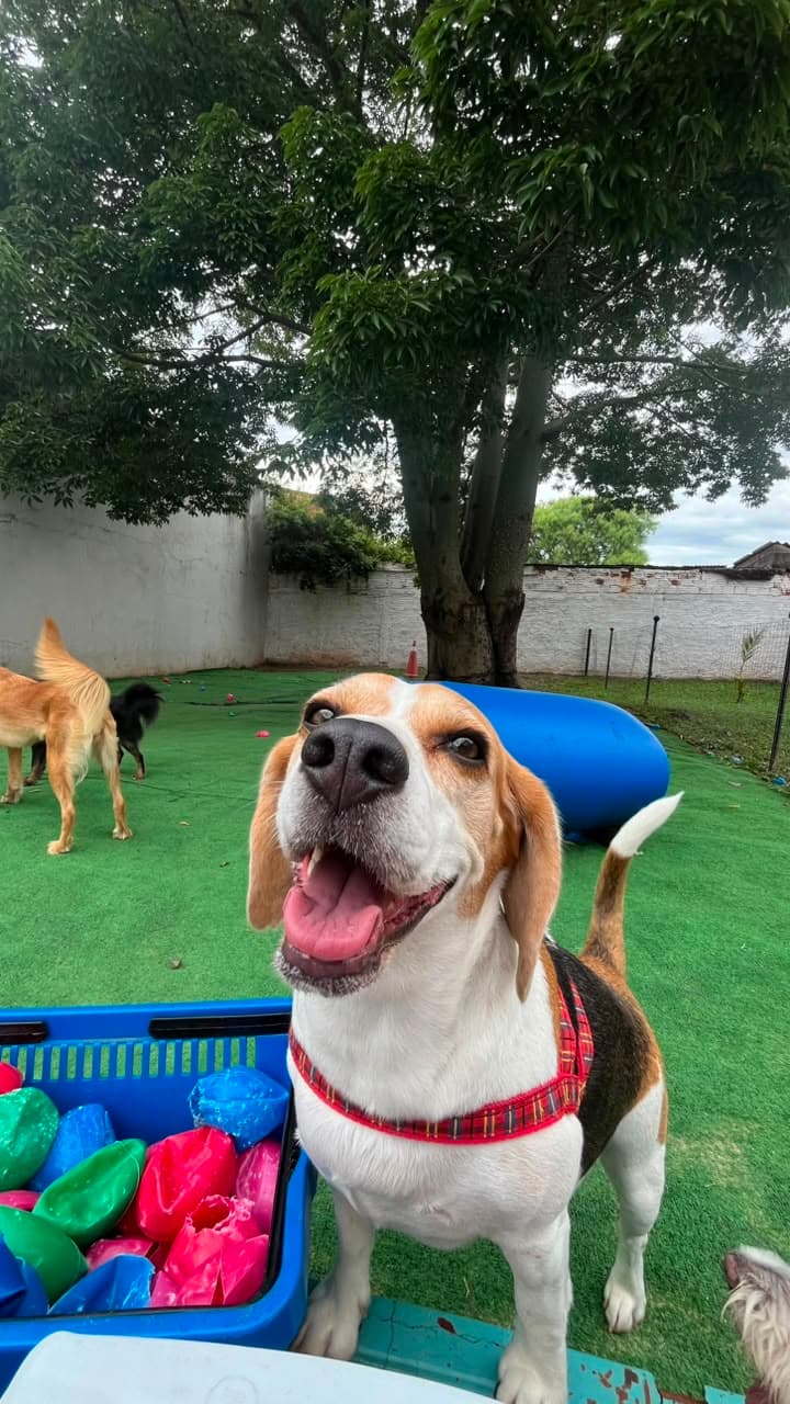 Beagle brincando solto no pátio