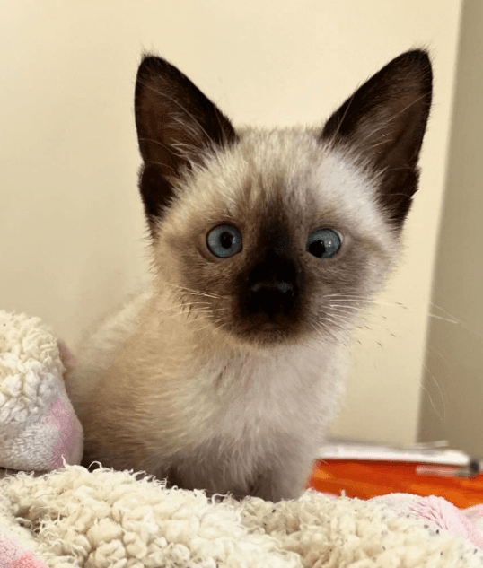 Gatinho siamês
