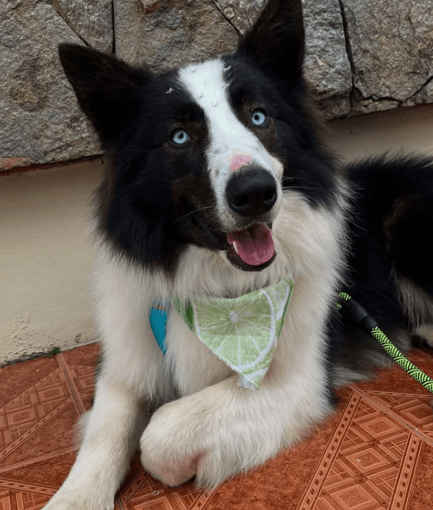 Border Collie