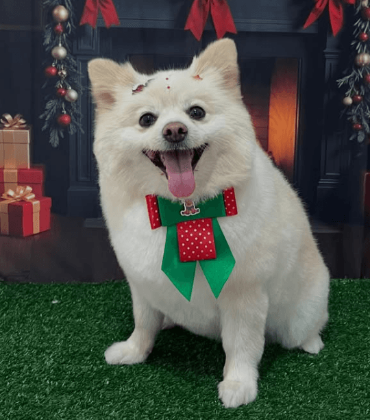 Spitz Alemão natalino